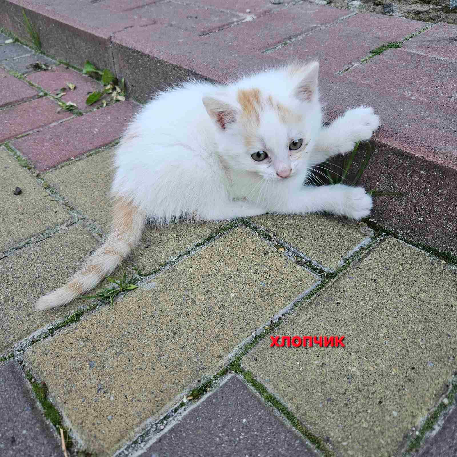 Котенята в добрі руки