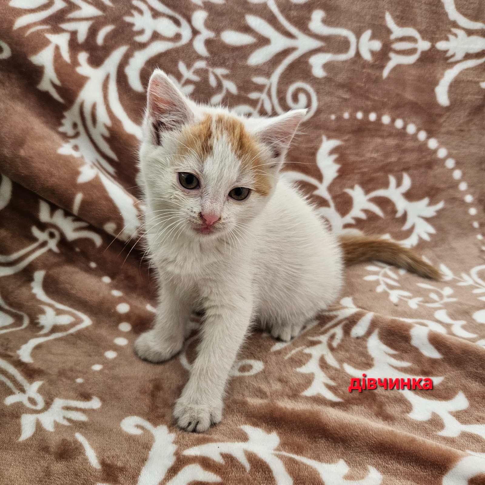 Котенята в добрі руки