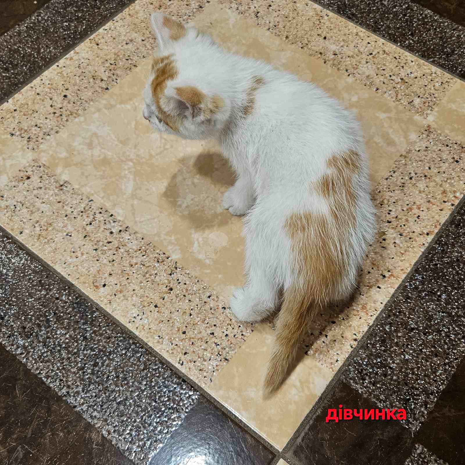Котенята в добрі руки