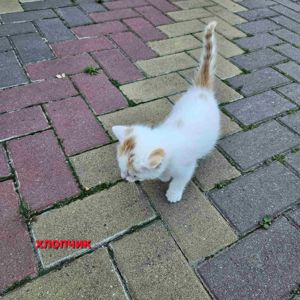 Котенята в добрі руки