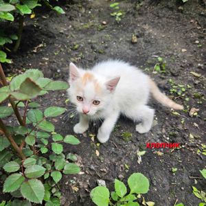 Котенята в добрі руки