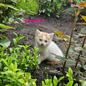 Котенята в добрі руки
