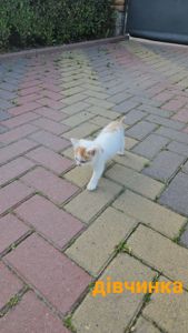 Котенята в добрі руки