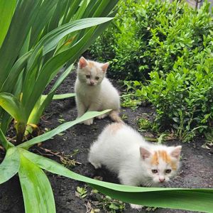 Котенята в добрі руки