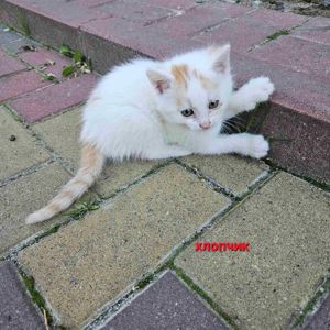 Котенята в добрі руки
