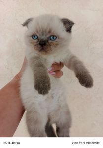 Кошенята Шотландські висловухі