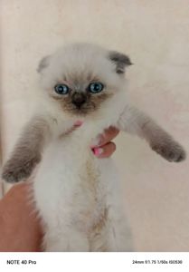 Кошенята Шотландські висловухі