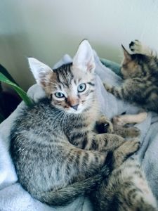 Кошеня