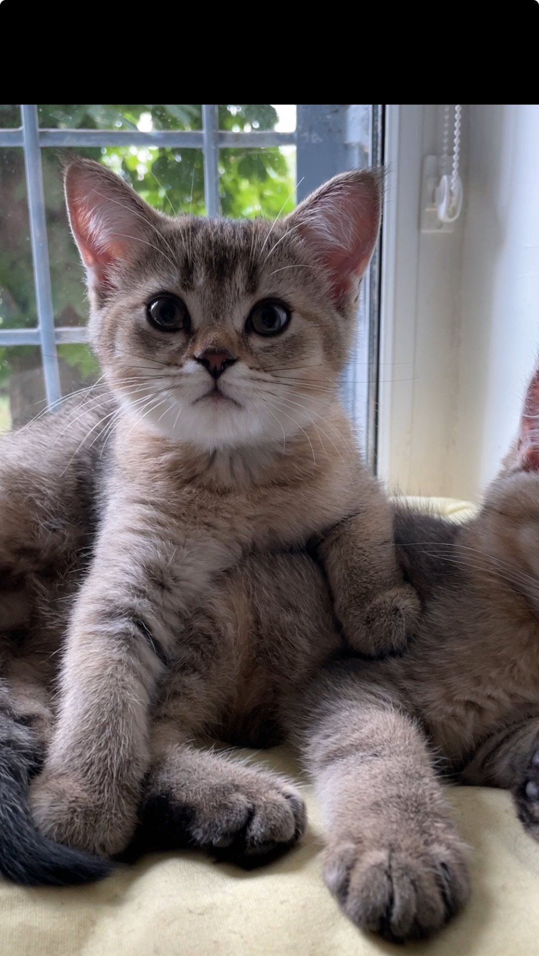 Шотландская кошечка, скотиш страйт, черно золотая шиншилла