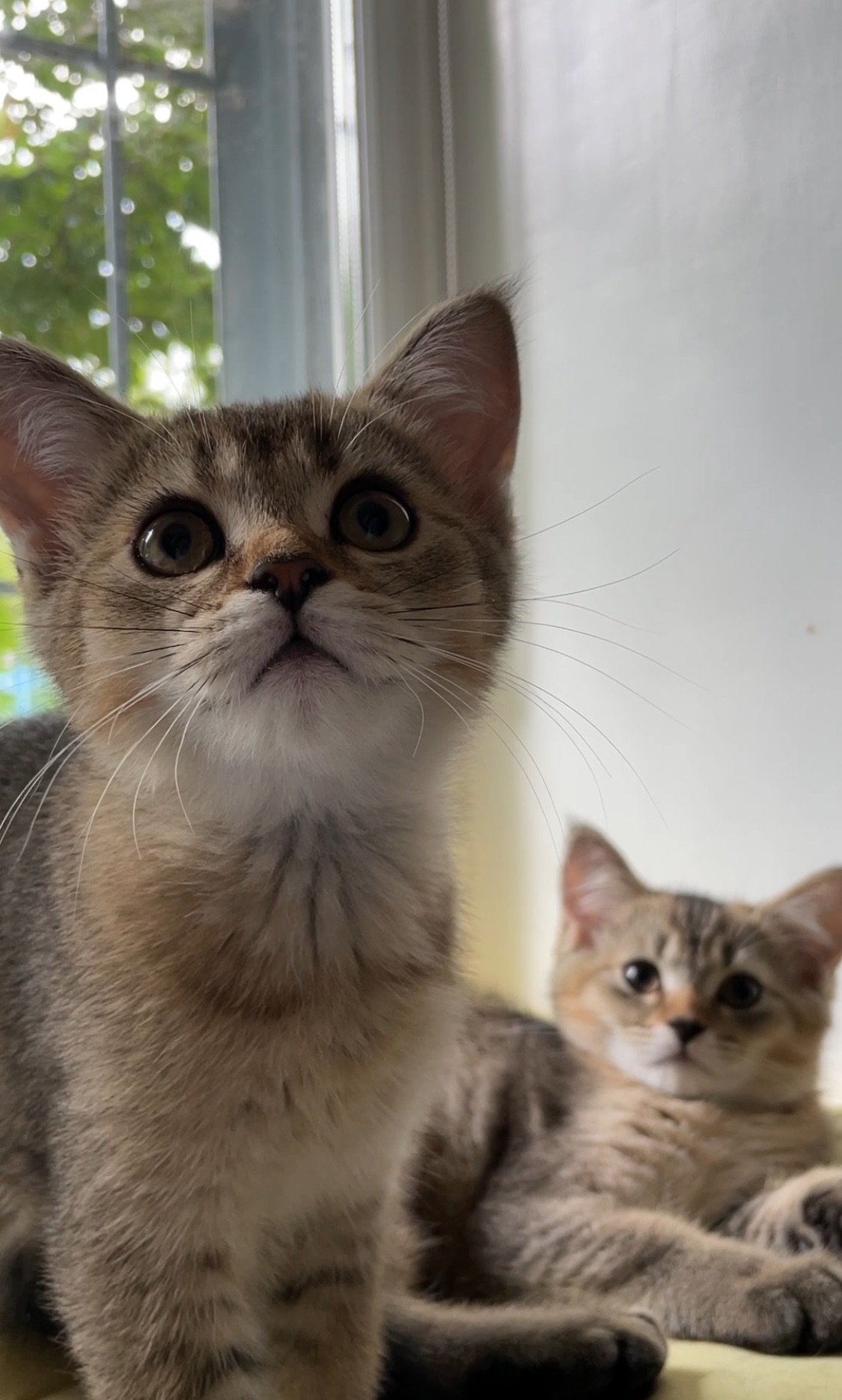 Шотландская кошечка, скотиш страйт, черно золотая шиншилла
