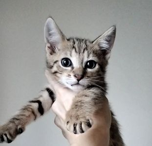 Кошеня