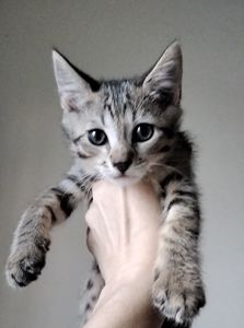 Кошеня