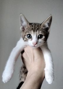 Кошеня
