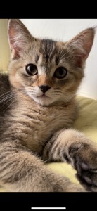 Кошеня шотландський хлопчик, чорно золота шиншила