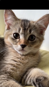 Кошеня шотландський хлопчик, чорно золота шиншила