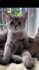 Шотландская кошечка, скотиш страйт, черно золотая шиншилла