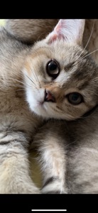 Шотландская кошечка, скотиш страйт, черно золотая шиншилла