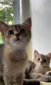 Шотландская кошечка, скотиш страйт, черно золотая шиншилла