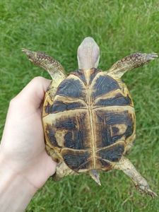 черепаха середньоазіатська степова