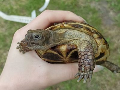черепаха середньоазіатська степова