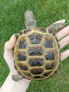 черепаха середньоазіатська степова