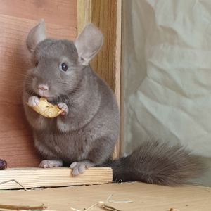 Маленькая самочка шиншиллы коричневая эбони