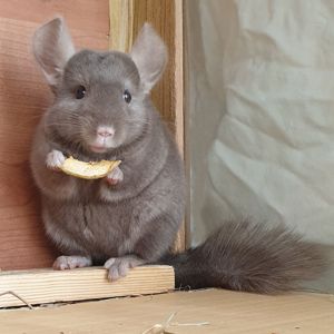 Маленькая самочка шиншиллы коричневая эбони
