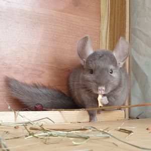 Маленькая самочка шиншиллы коричневая эбони