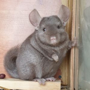 Маленькая самочка шиншиллы коричневая эбони