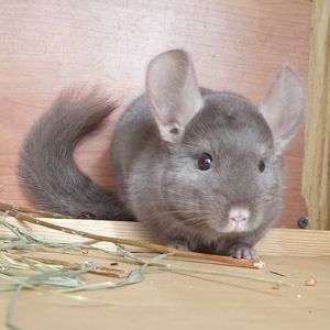 Маленькая самочка шиншиллы коричневая эбони