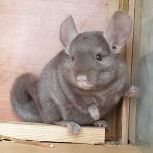 Маленькая самочка шиншиллы коричневая эбони
