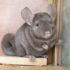 Маленькая самочка шиншиллы коричневая эбони