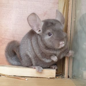 Маленькая самочка шиншиллы коричневая эбони