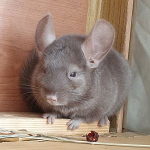 Маленькая самочка шиншиллы коричневая эбони