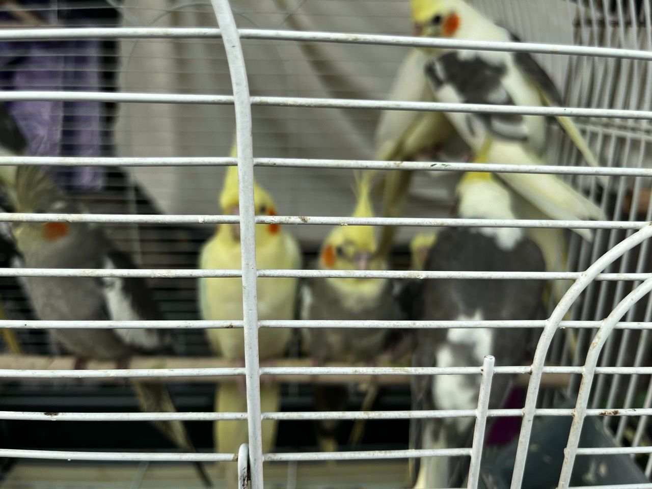 Продам молодих корелл!!