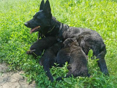 Цуценята німецької вівчарки