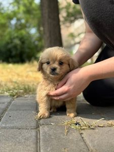Помапу Мальчик. Дизайнерская порода
