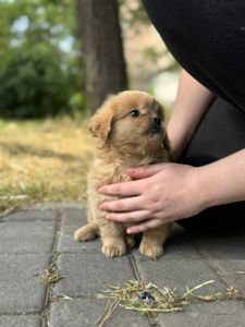 Мальтипу ф1 мальчик. Дизайнерская порода