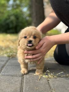 Мальтипу ф1 мальчик. Дизайнерская порода