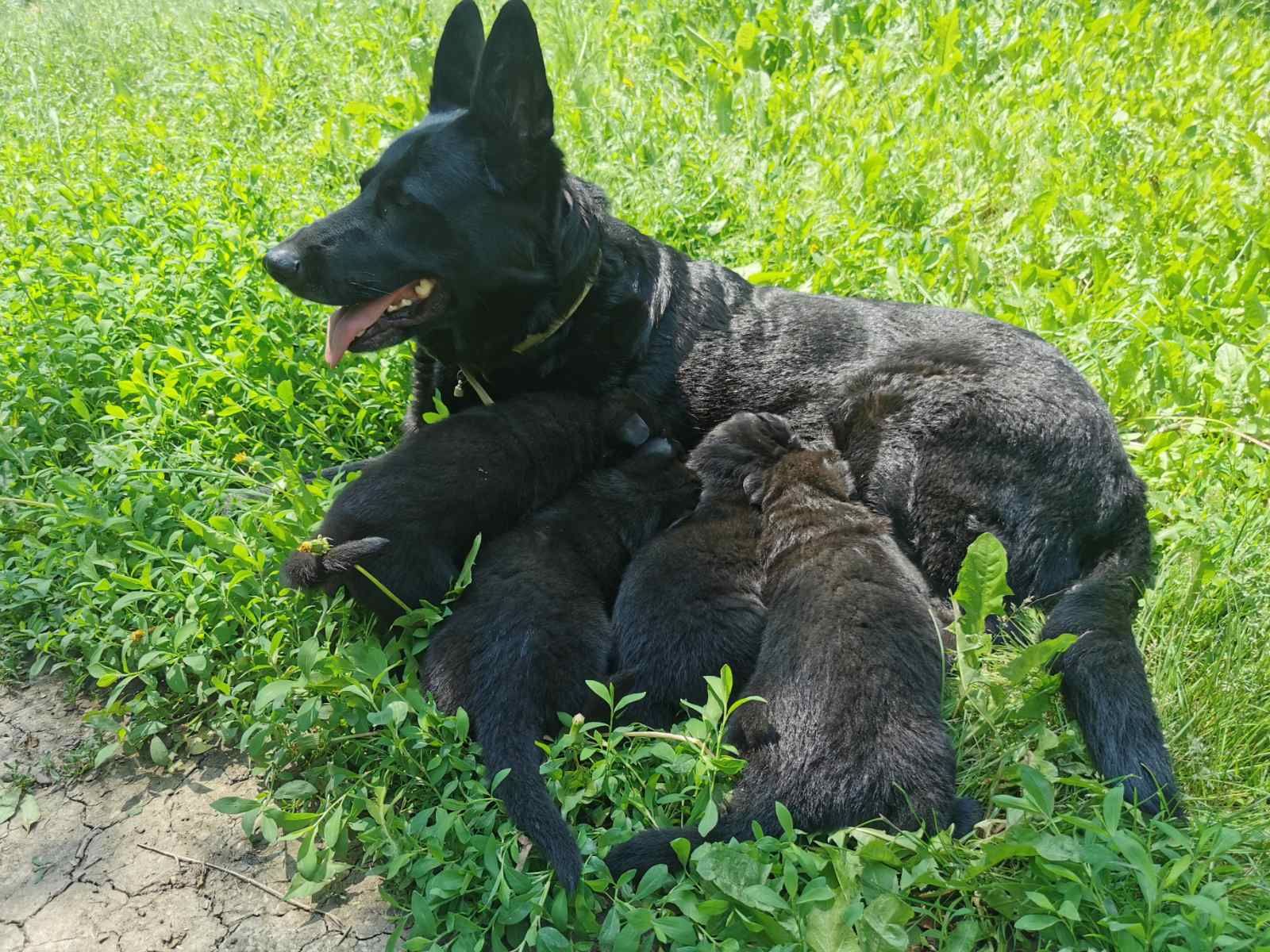 Цуценята німецької вівчарки
