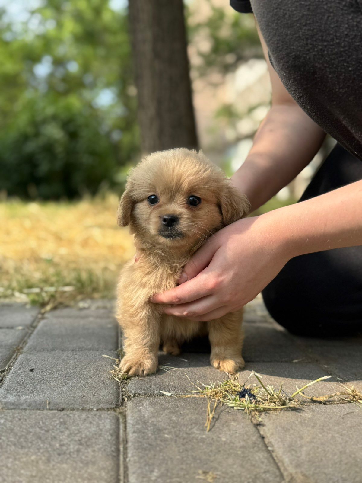 Мальтипу ф1 мальчик. Дизайнерская порода