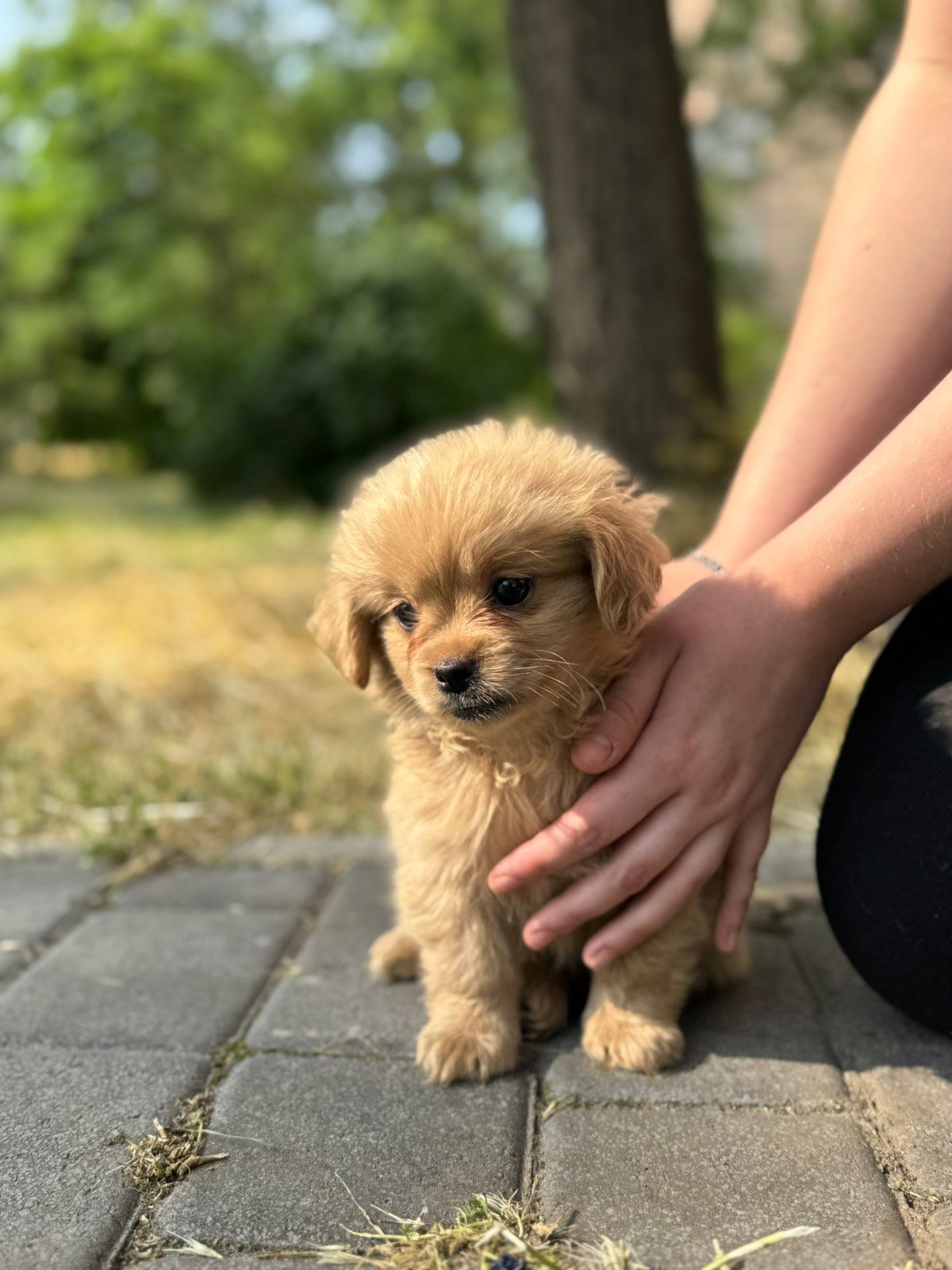 Мальтипу ф1 мальчик. Дизайнерская порода