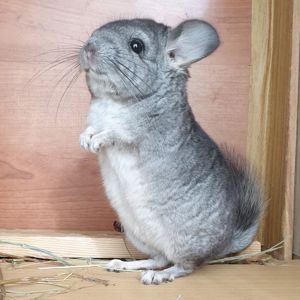 Маленькая самочка шиншиллы стандартная носительница ангоры и фиолета