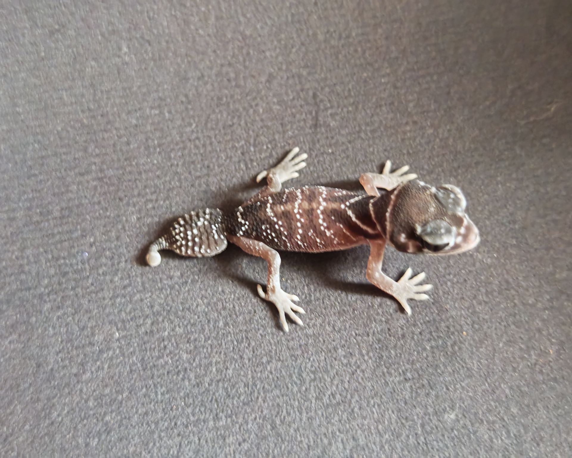 Nephrurus levis levis(гекон)
