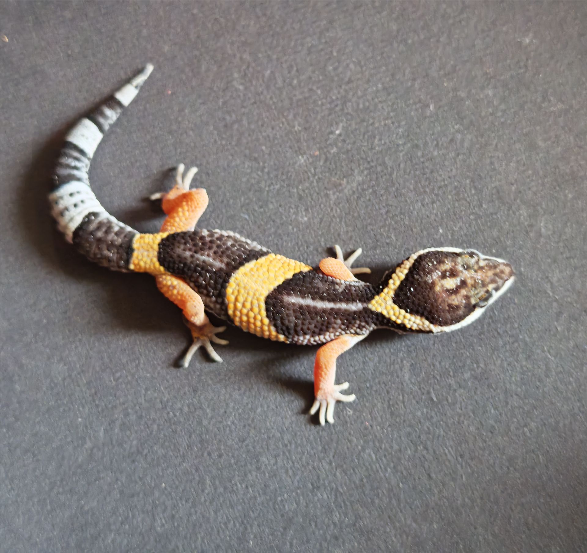 E. Hardwickii (Индийский эублефар)