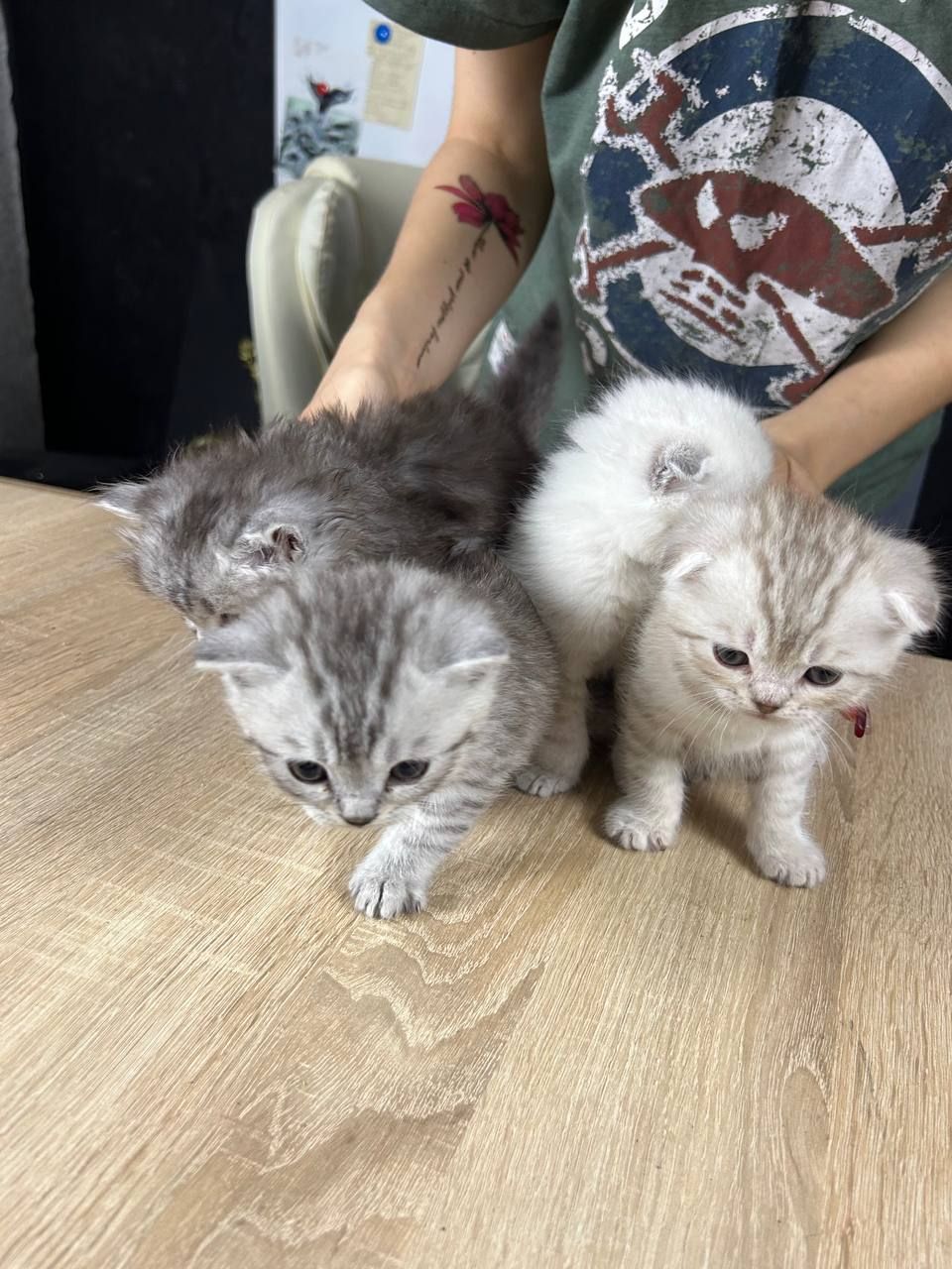 Кіт шотландець