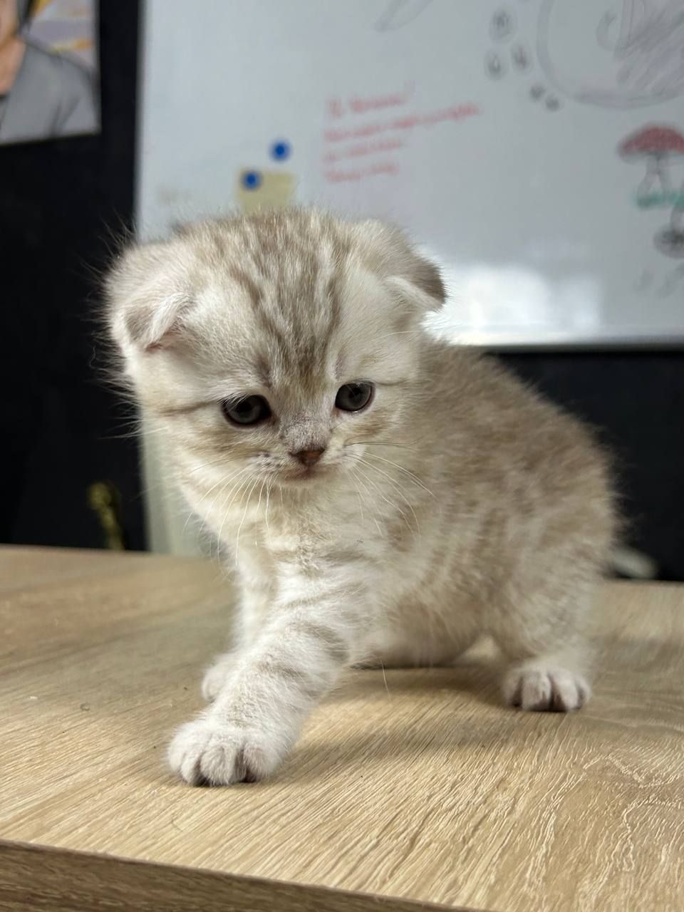 Шотландські котики