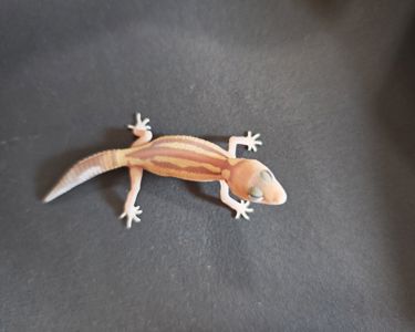 Hemitheconyx