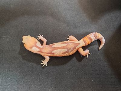 Hemitheconyx