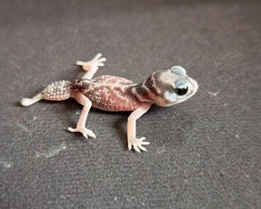 Nephrurus levis levis(гекон)